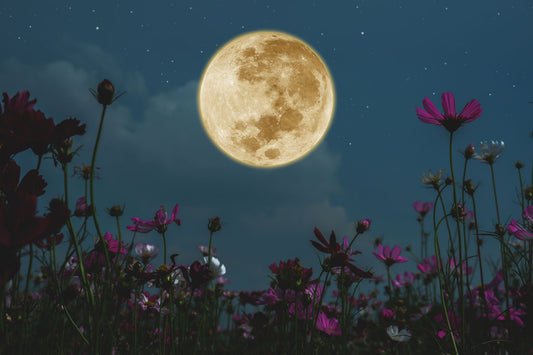 May Flower Full Moon