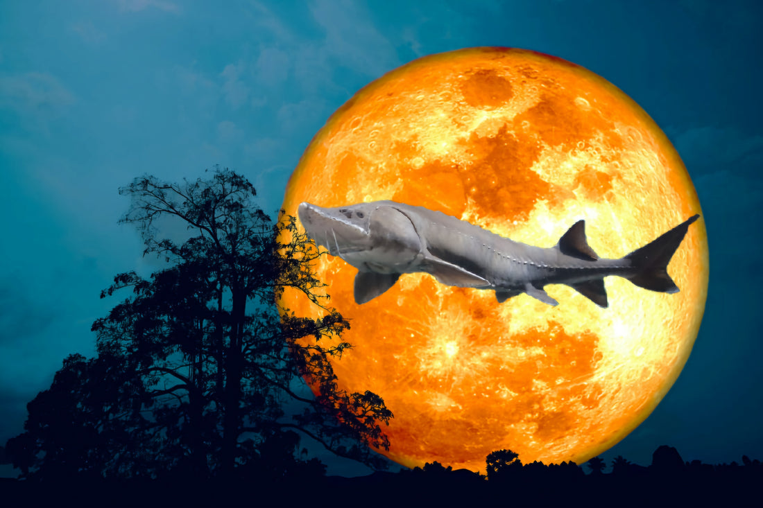 August Sturgeon Super Blue Moon