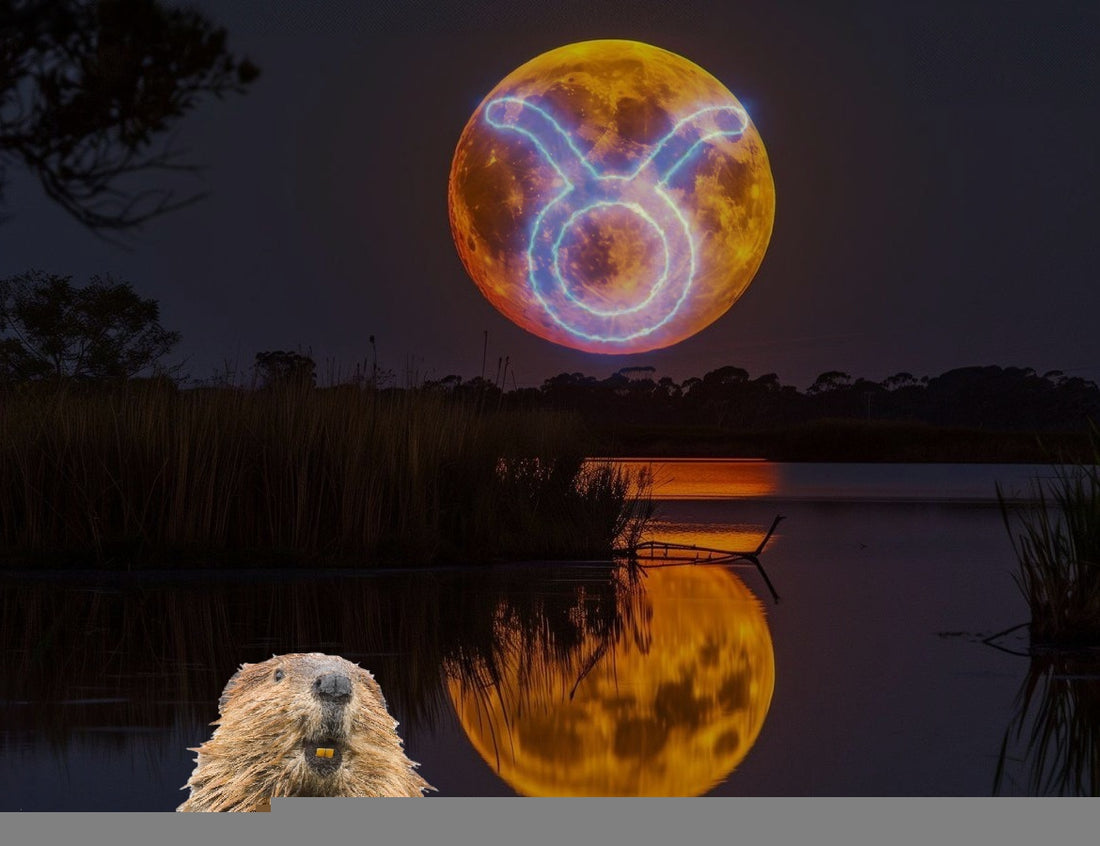 November Super Beaver Moon