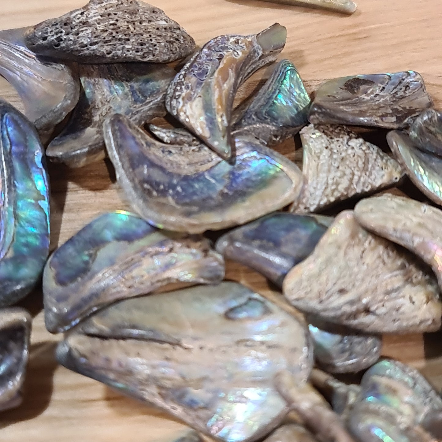 Abalone Shell - Tumbled