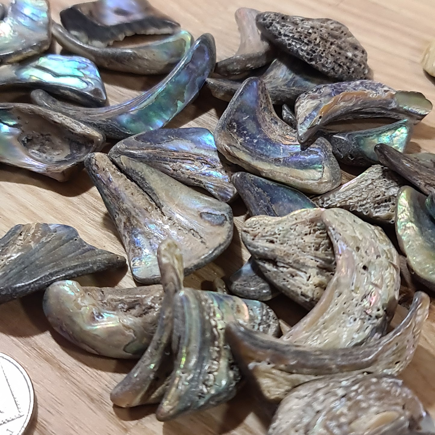 Abalone Shell - Tumbled