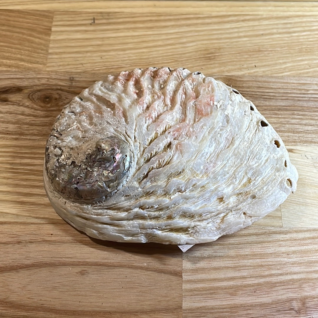 Abalone Shell Medium ‘A’ grade