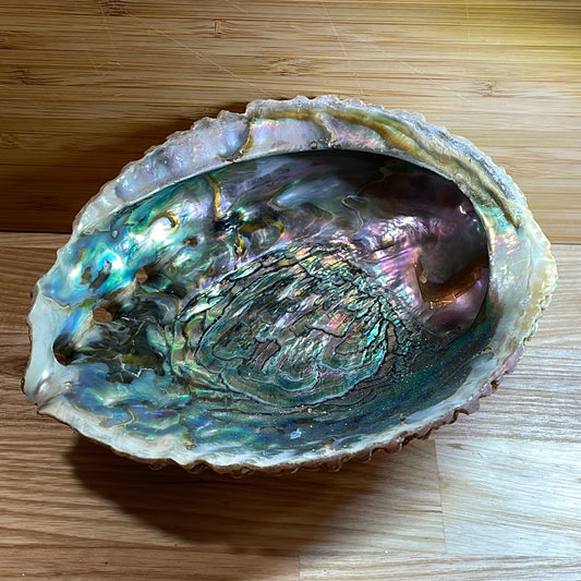 Abalone Shell Extra Large ‘A’ grade