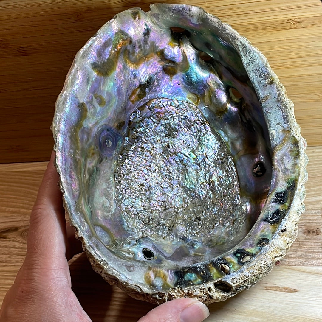 Abalone Shell Extra Large ‘A’ grade