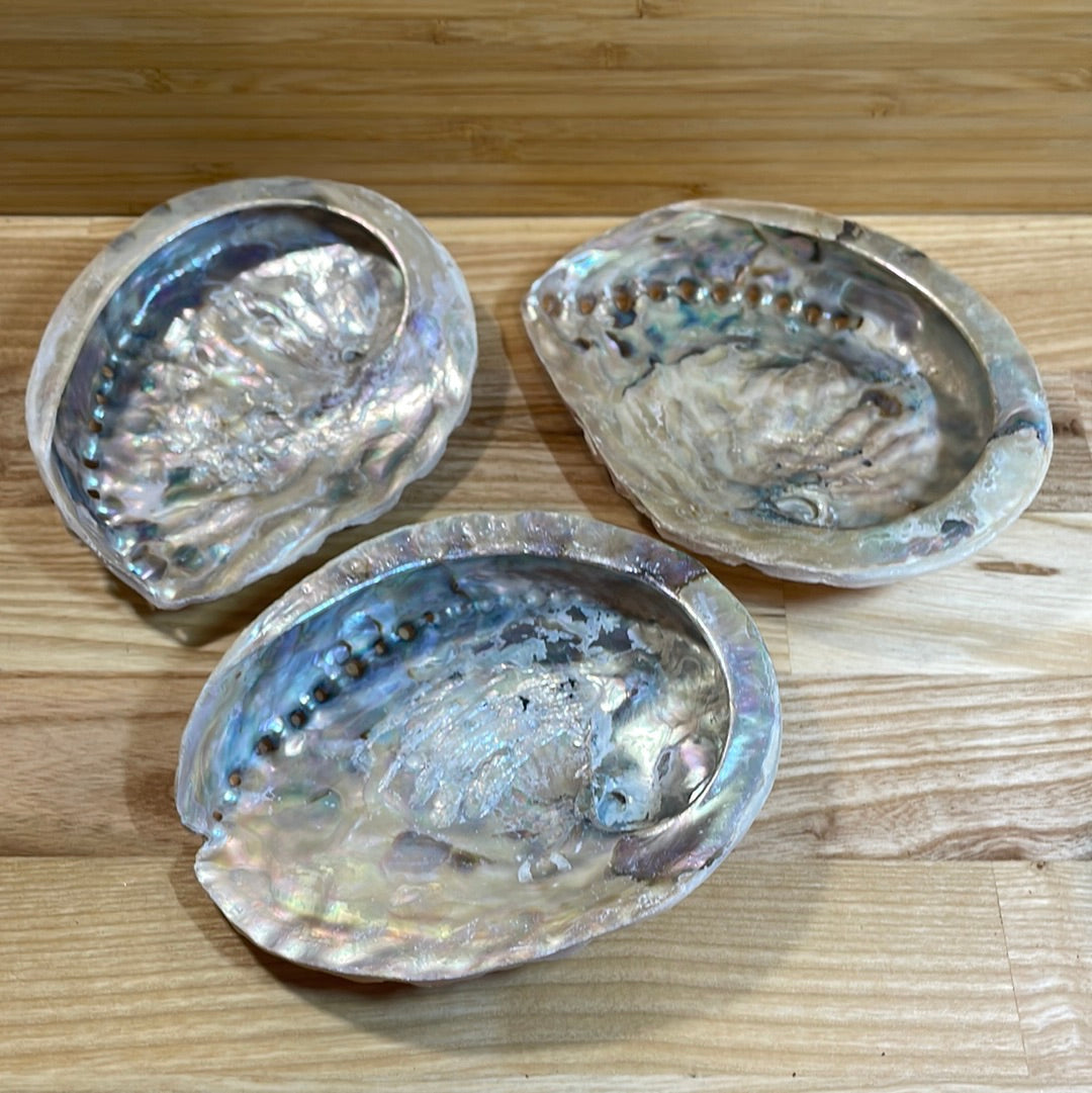 Abalone Shell Medium ‘A’ grade